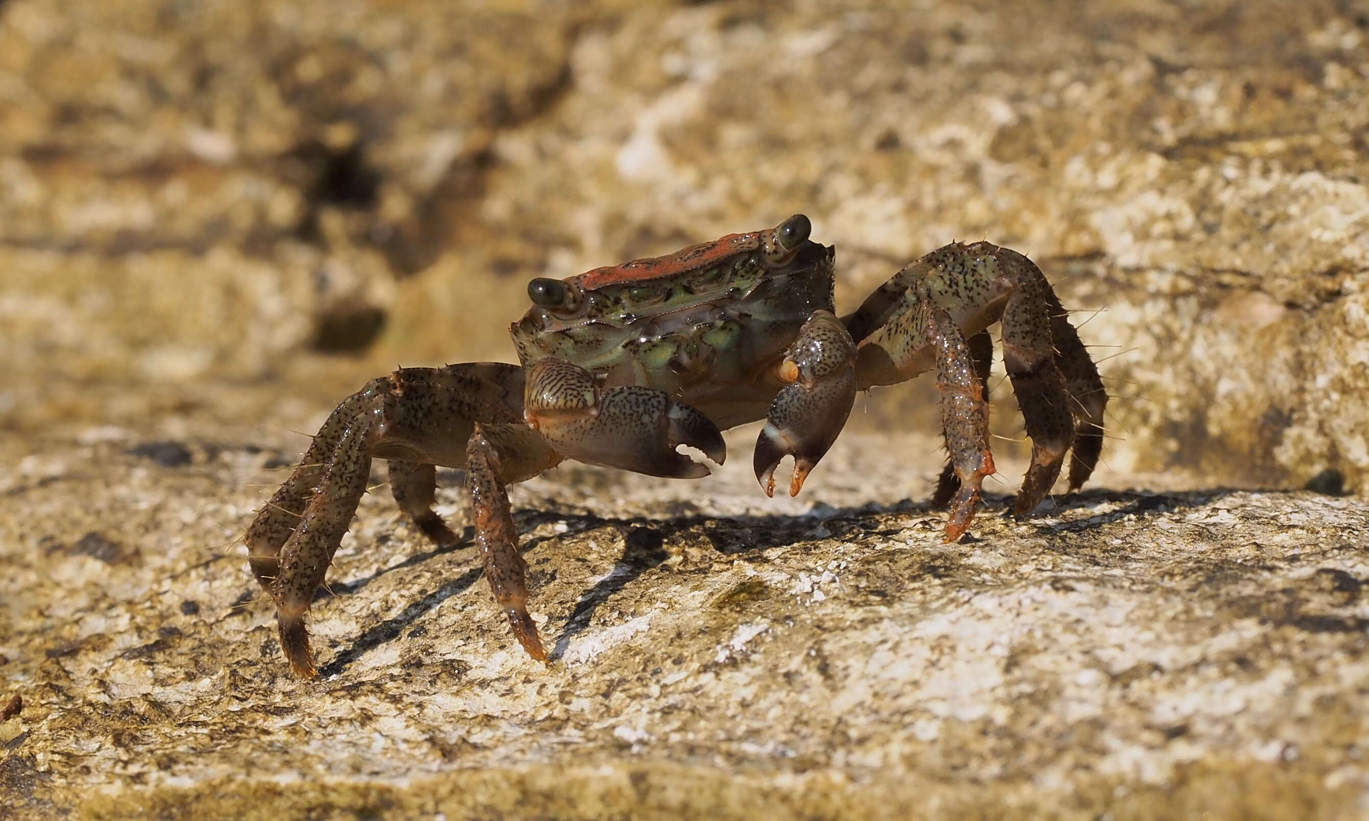 Imagem de Pachygrapsus marmoratus (Fabricius 1787)