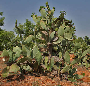 Image of Barbary Fig