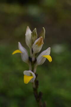 Gymnostachyum febrifugum Benth. resmi