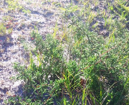 Imagem de <i>Asparagus capensis</i> L.