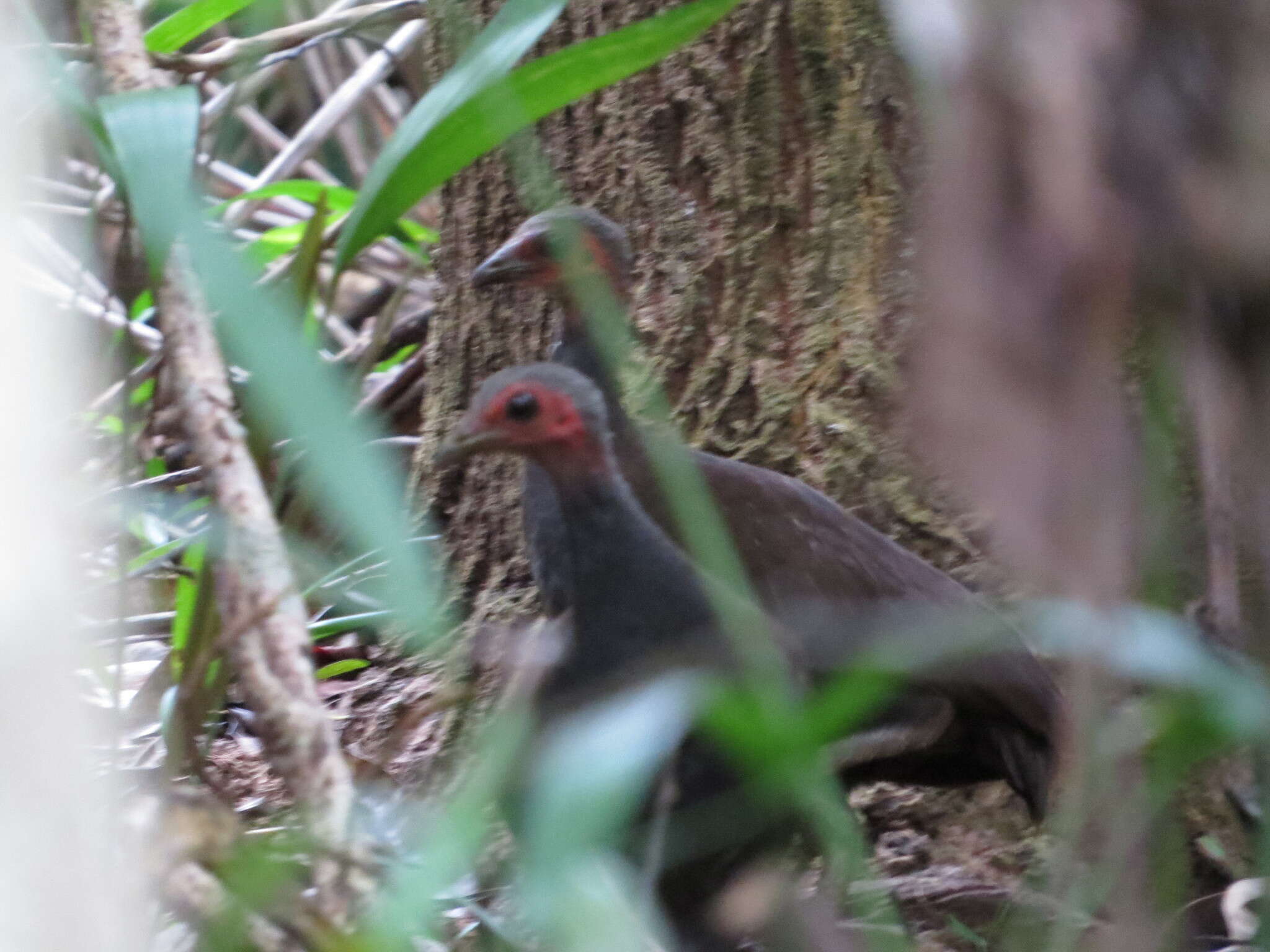 Image of Philippine Megapode