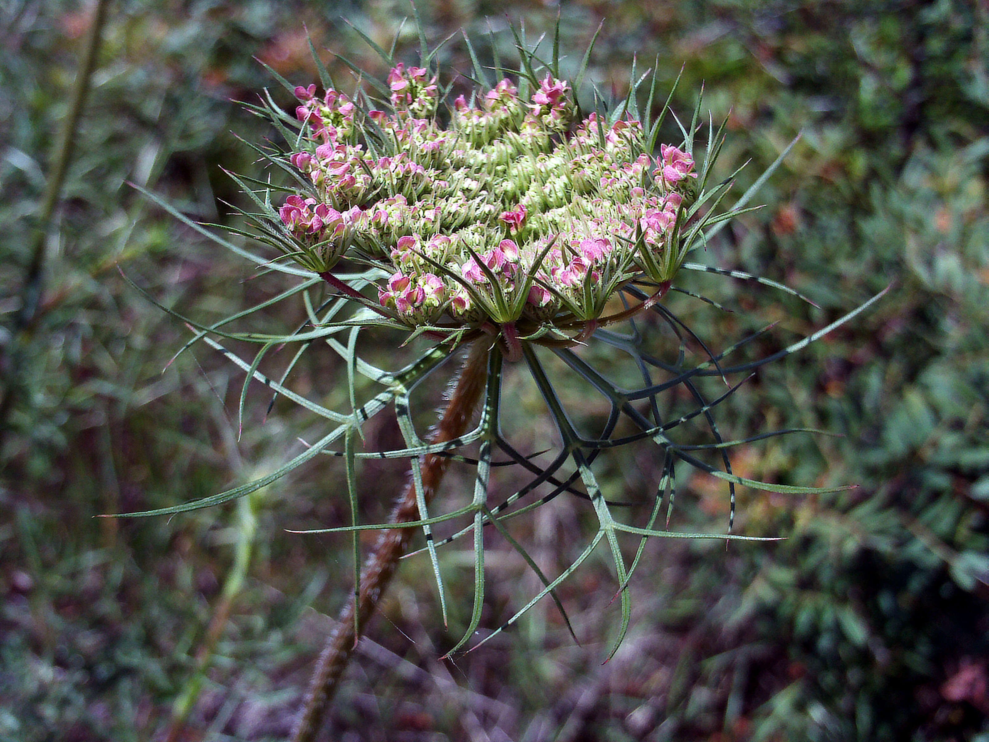 Image of Queen Anne's lace