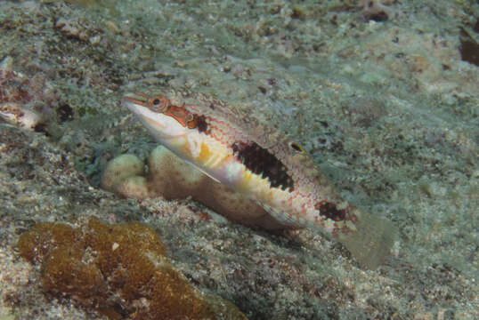 Image of Pink-belly wrasse