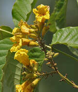 Image de Markhamia lutea (Benth.) K. Schum.