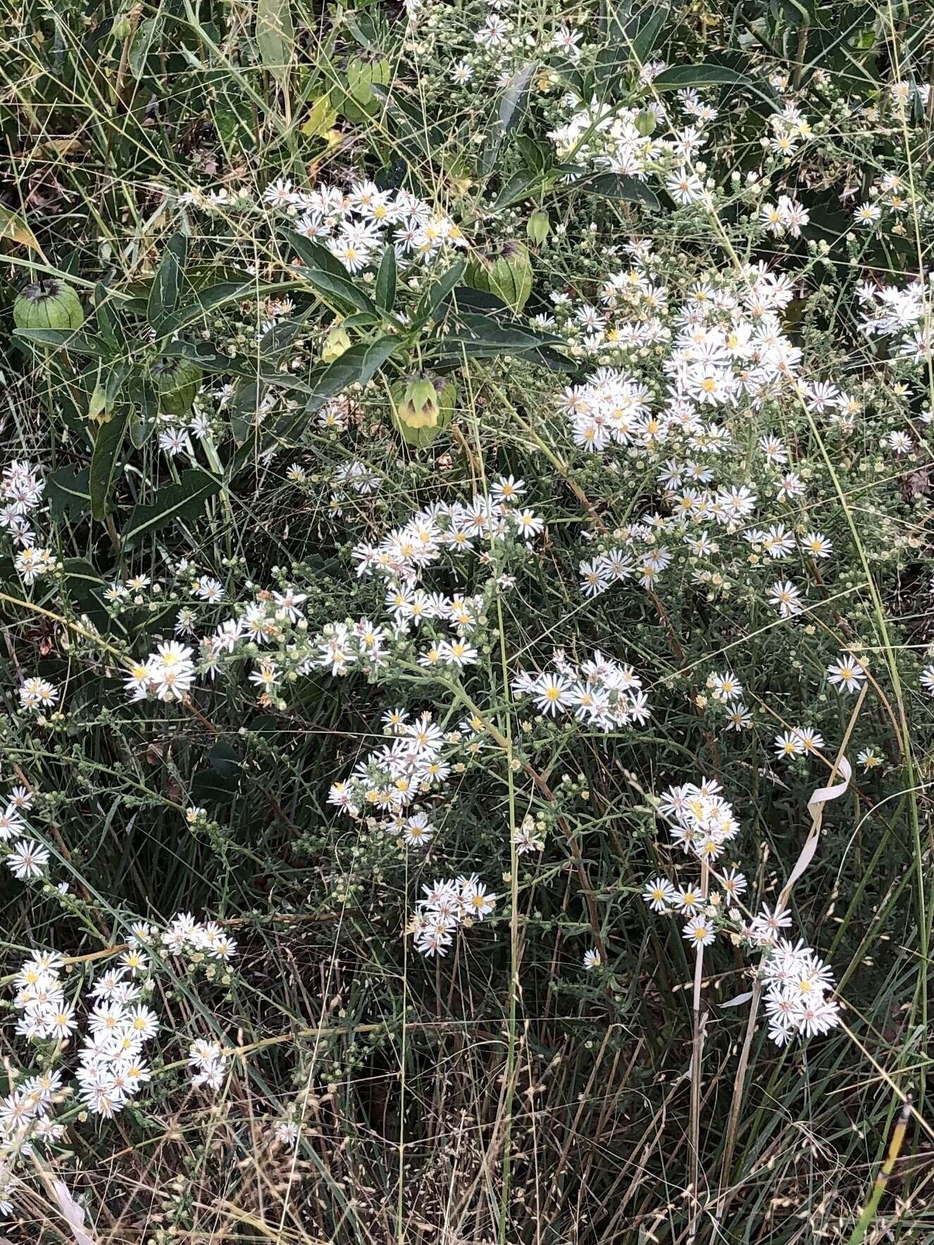 Image of white prairie aster