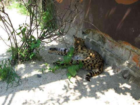 صورة Leptailurus Severtzov 1858