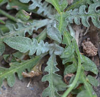 Слика од Centaurea poculatoris W. Greuter