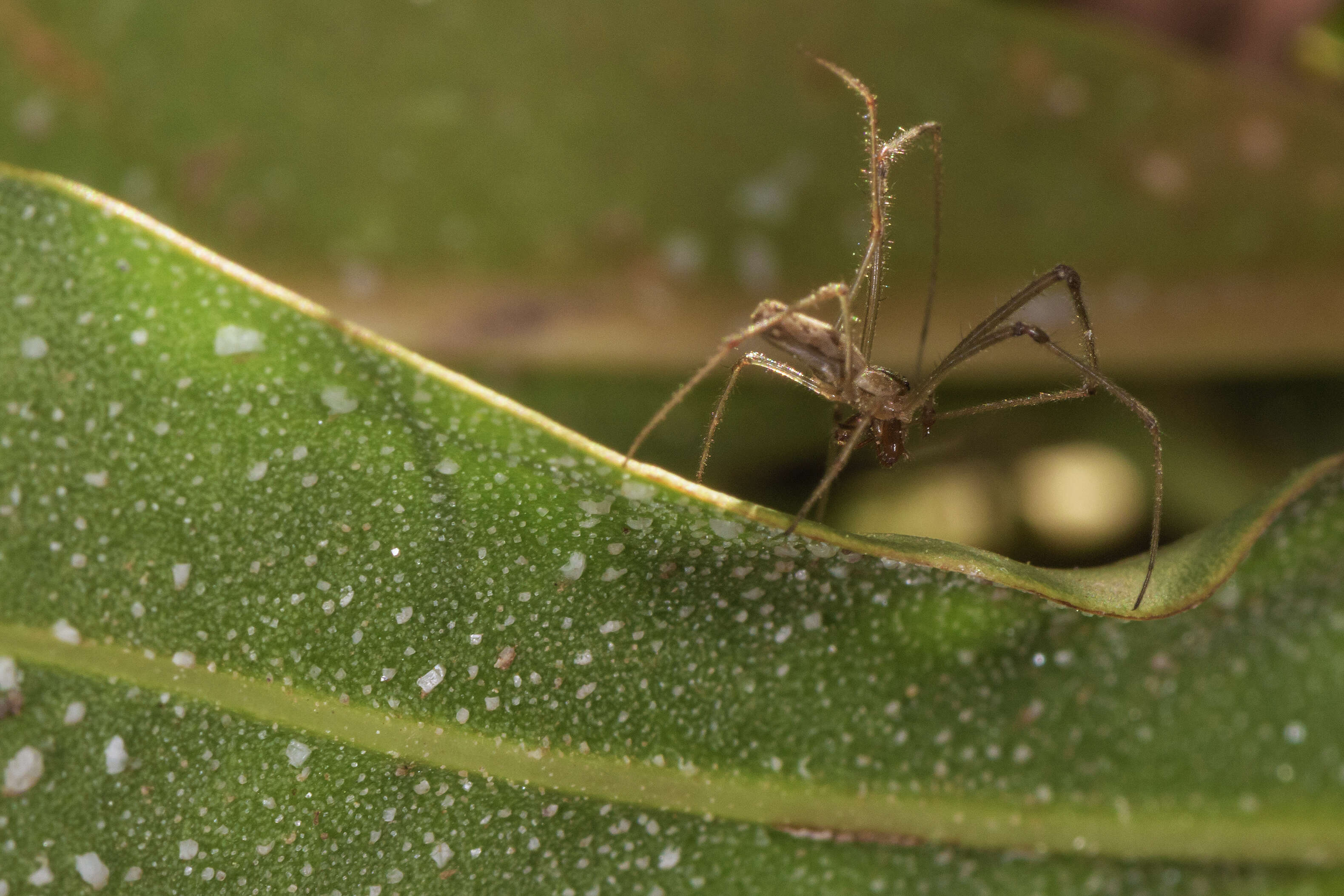 Image of Tetragnatha montana Simon 1874