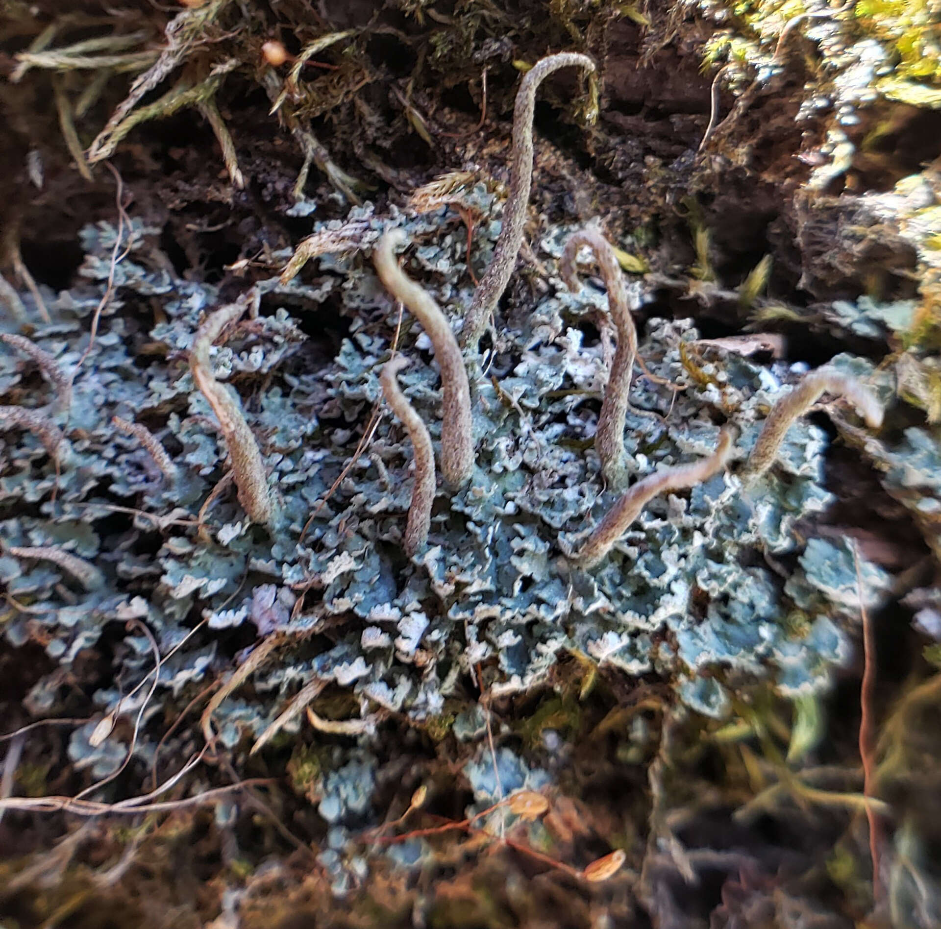 Image de Cladonia ochrochlora Flörke