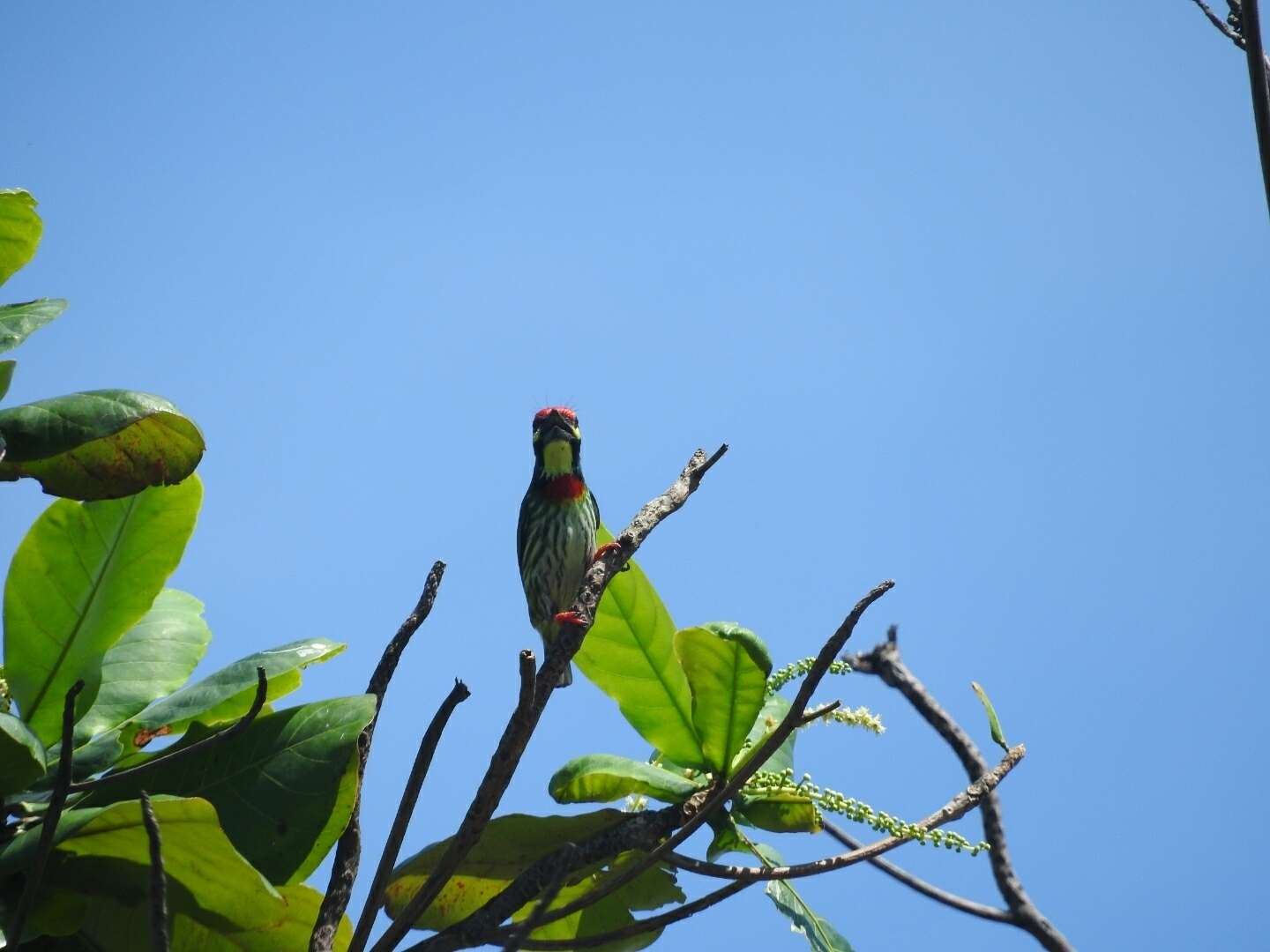 Слика од Psilopogon haemacephalus delicus (Parrot 1907)