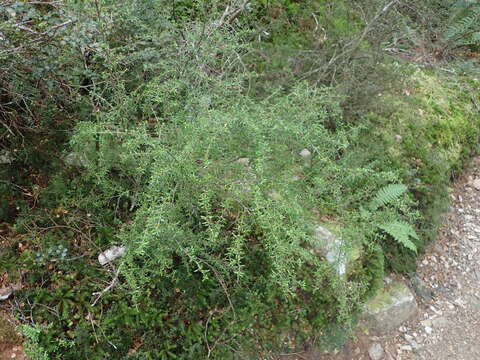 Image of Coprosma cuneata Hook. fil.