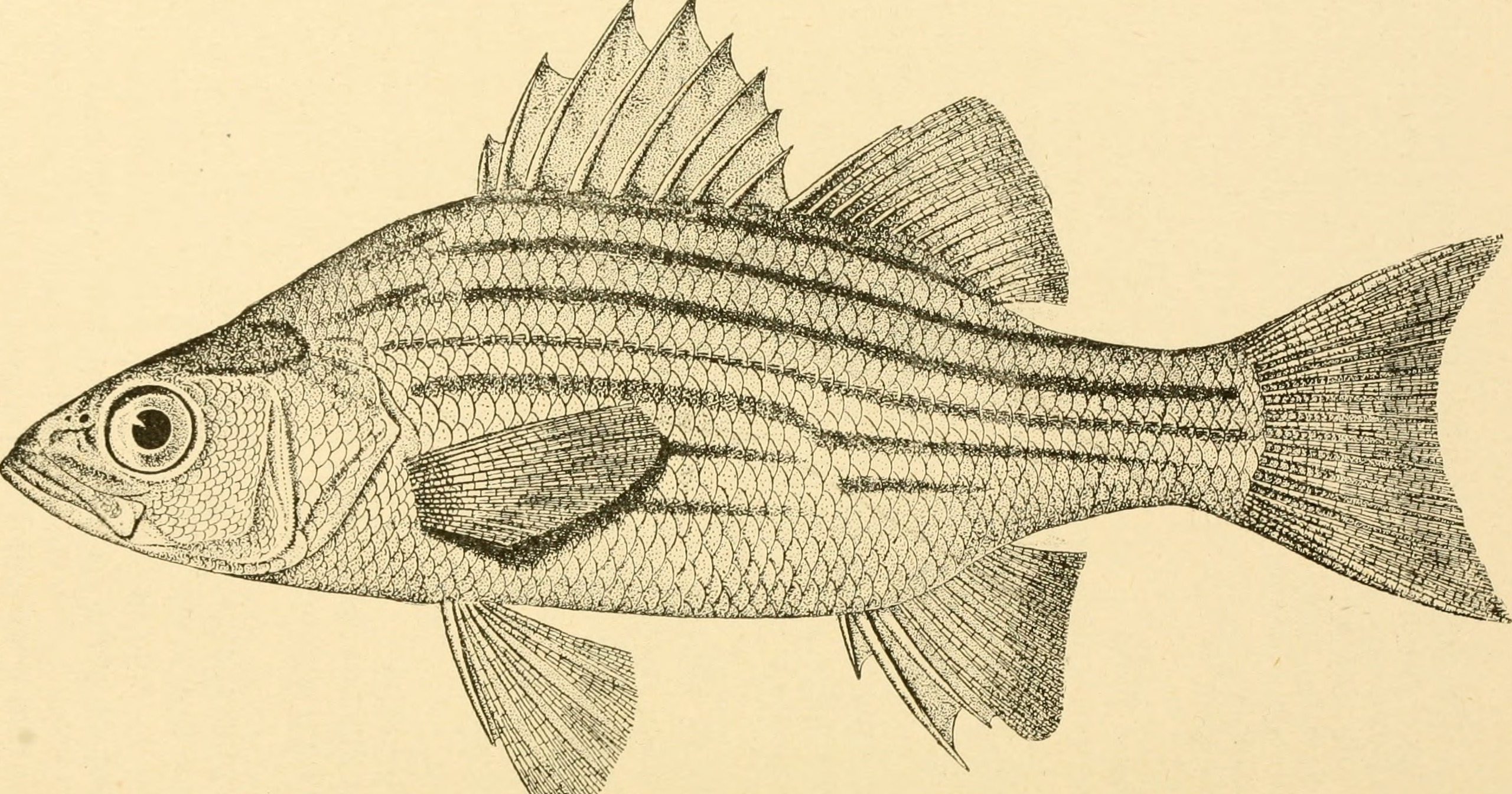 Image of Barfish