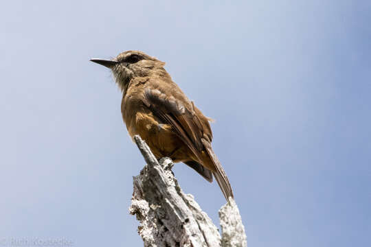 Myiotheretes pernix (Bangs 1899)的圖片