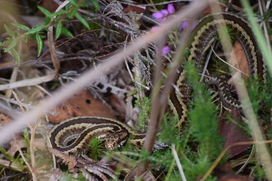 Image of Seoane's Viper