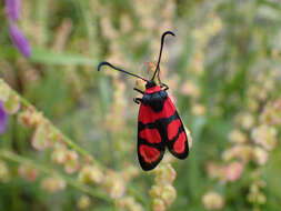 Image of Zygaena cuvieri Boisduval 1828