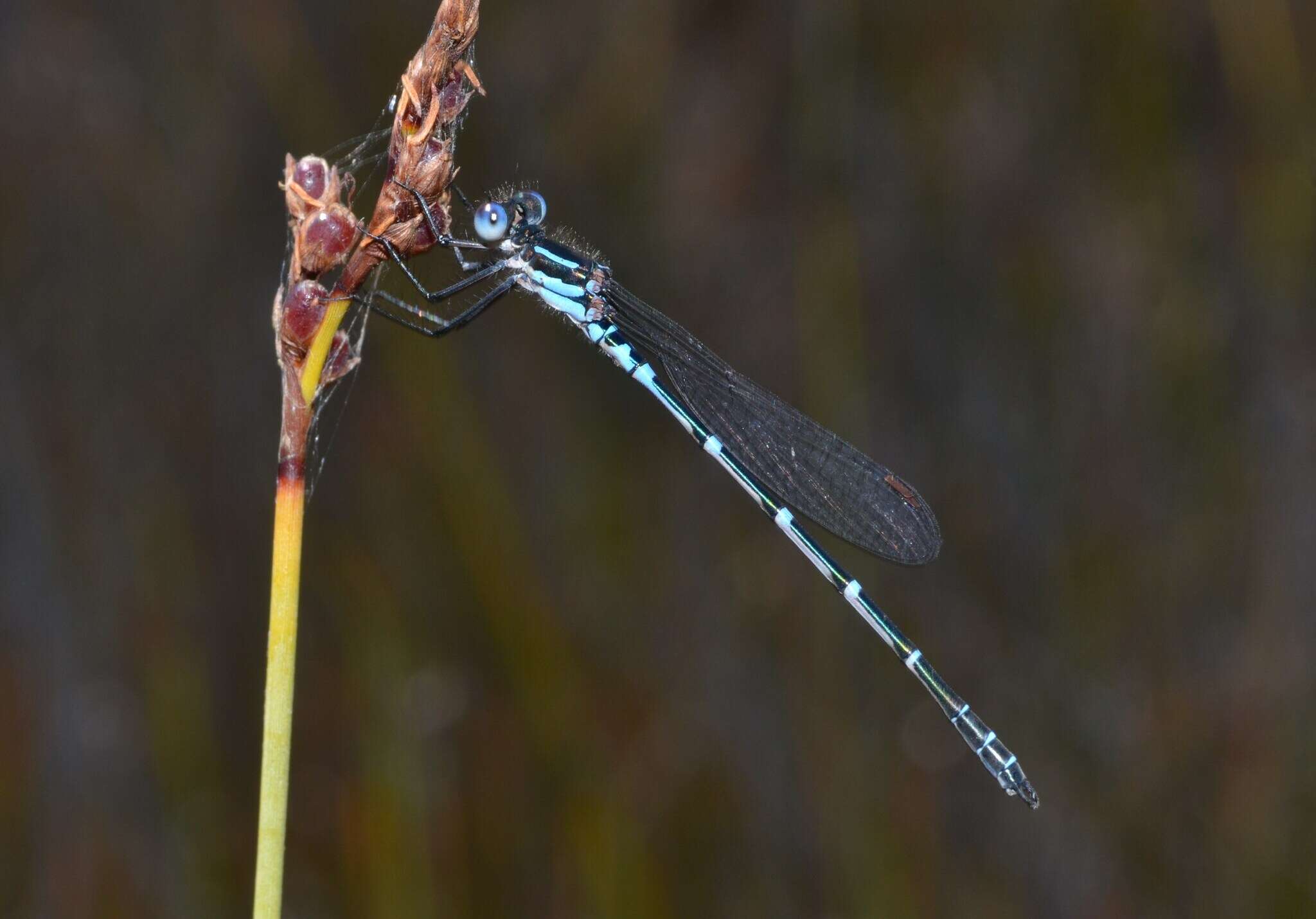 Plancia ëd Austrolestes aleison Watson & Moulds 1979