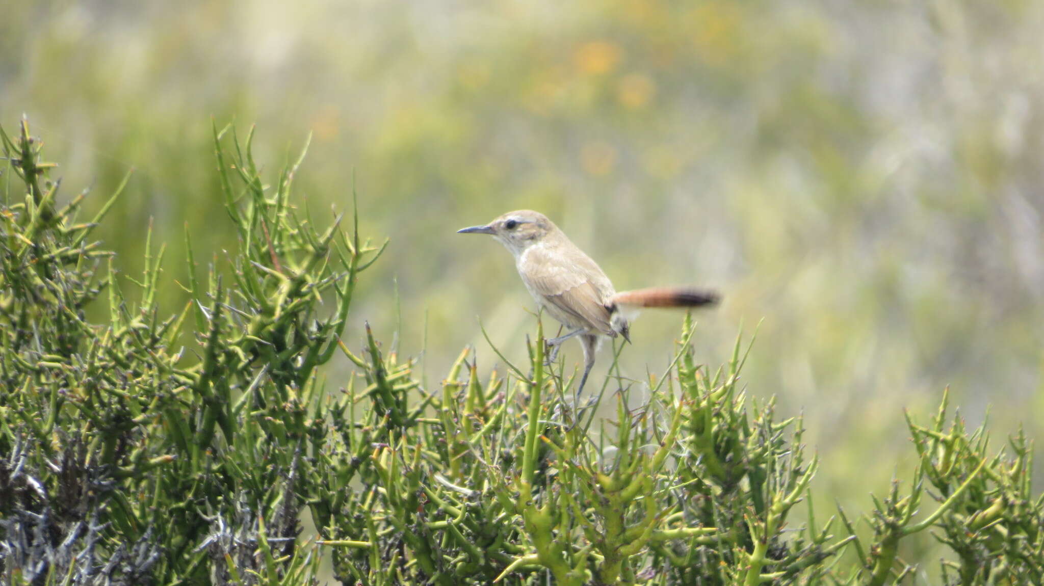 Image of Band-tailed Earthcreeper