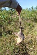 Image of Gray and black four-eyed opossum