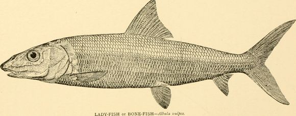Image of Bonefish