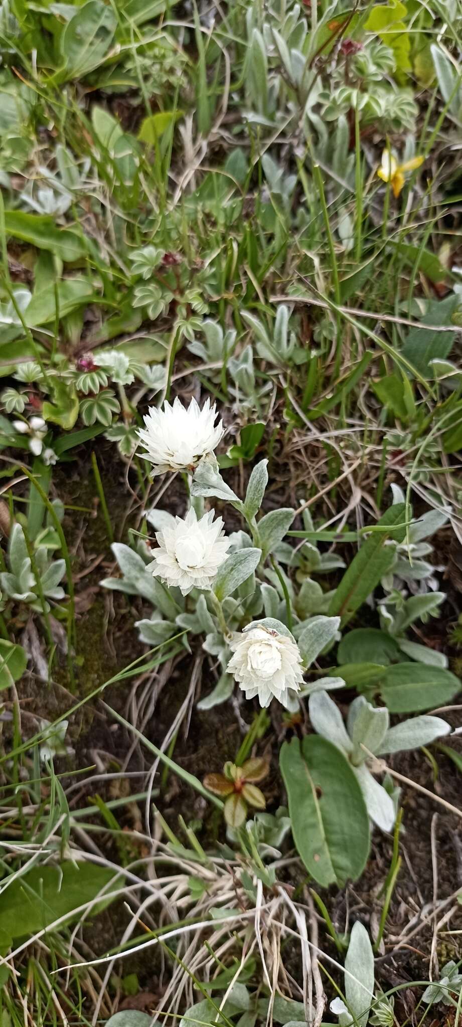 Plancia ëd Anaphalis nepalensis var. monocephala (DC.) Hand.-Mazz.