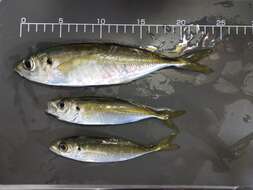 Image of Japanese horse mackerel