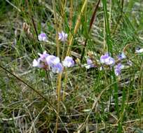 Imagem de Astragalus silvisteppaceus Knjaz.