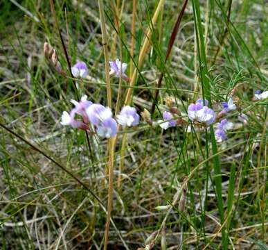 Image of Astragalus silvisteppaceus Knjaz.