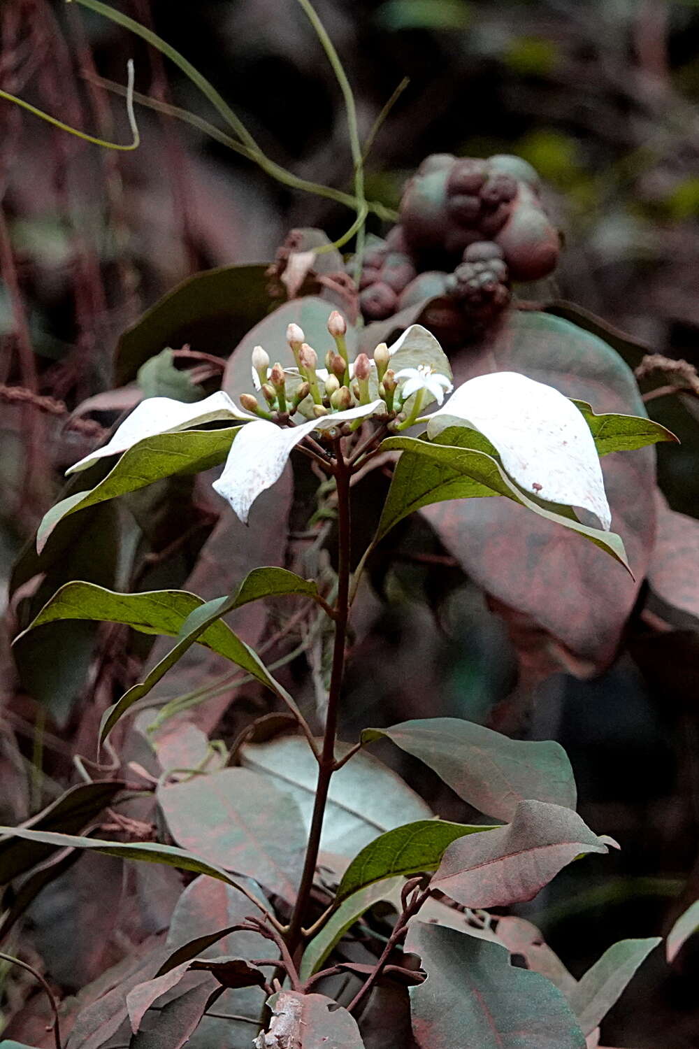 Coelospermum decipiens Baill. resmi