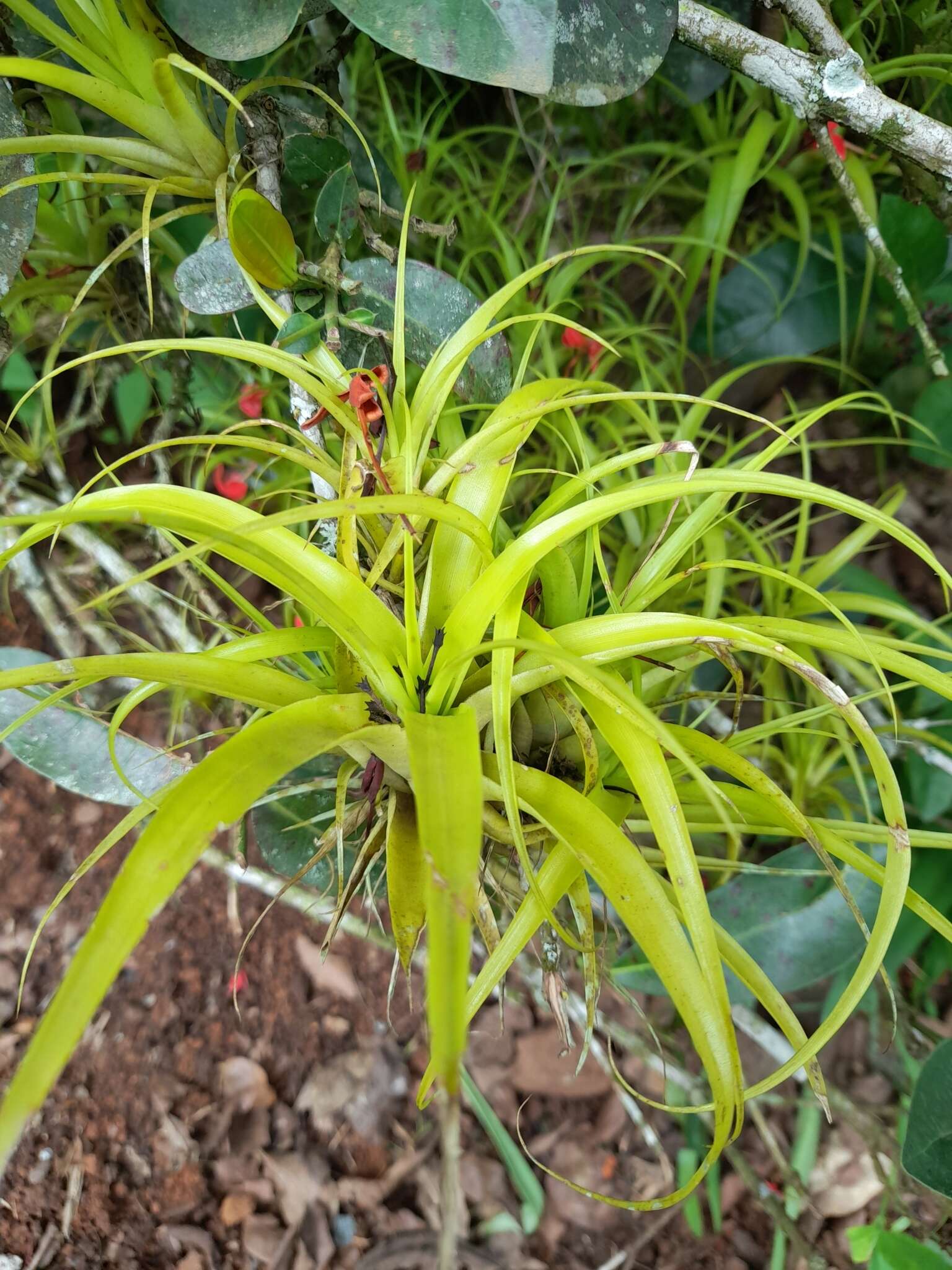 Image of Tillandsia elongata Kunth