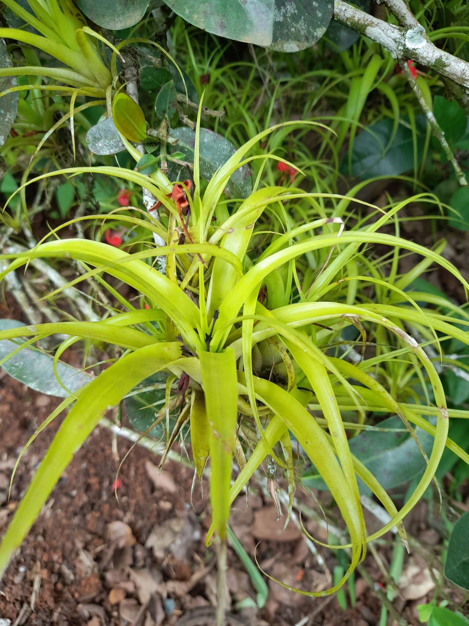 Imagem de Tillandsia elongata Kunth