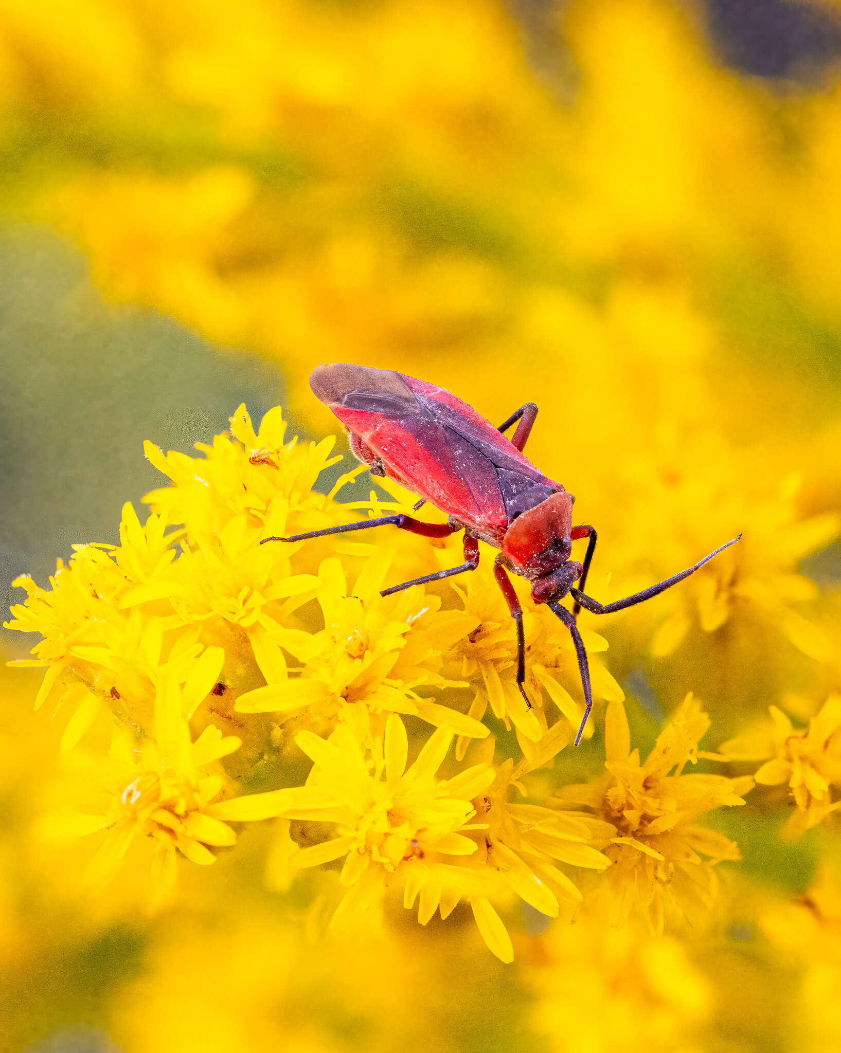 Sivun Lopidea instabilis (Reuter 1909) kuva