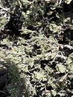 Image of black sagebrush