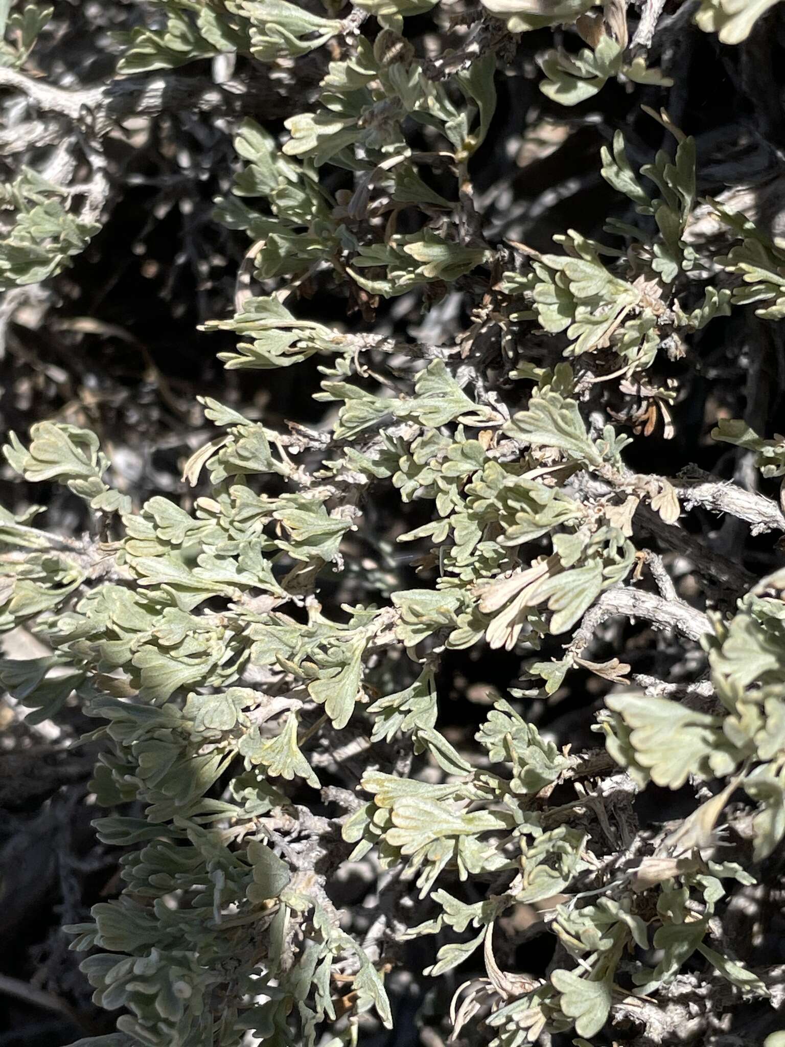 Image of black sagebrush