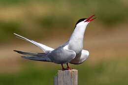 Image of Arctic Tern