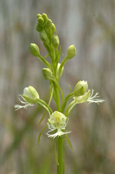 Image of Eastern prairie fringed orchid