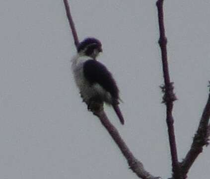 Image of Pied Falconet