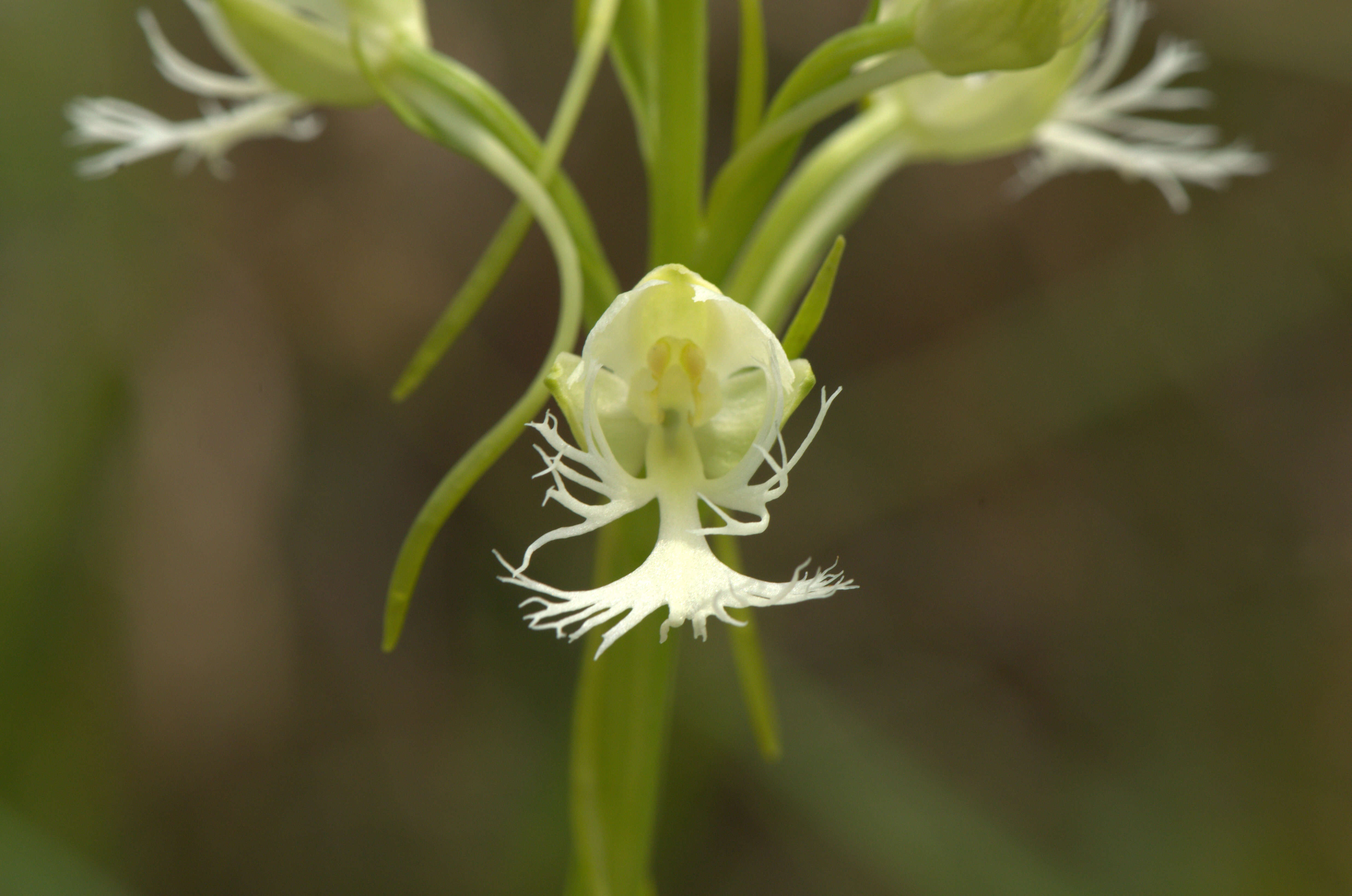 Image of Eastern prairie fringed orchid