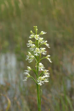 Image of Eastern prairie fringed orchid