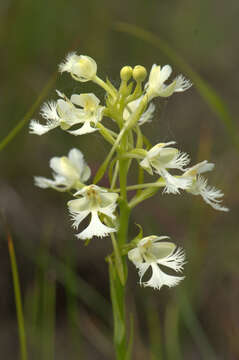 Image of Eastern prairie fringed orchid