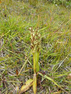 Image of Northern green orchid