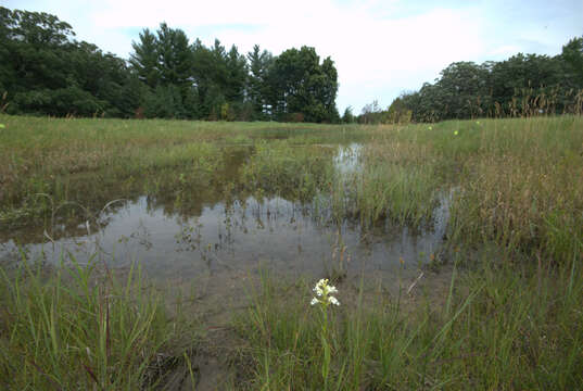 Image of Eastern prairie fringed orchid