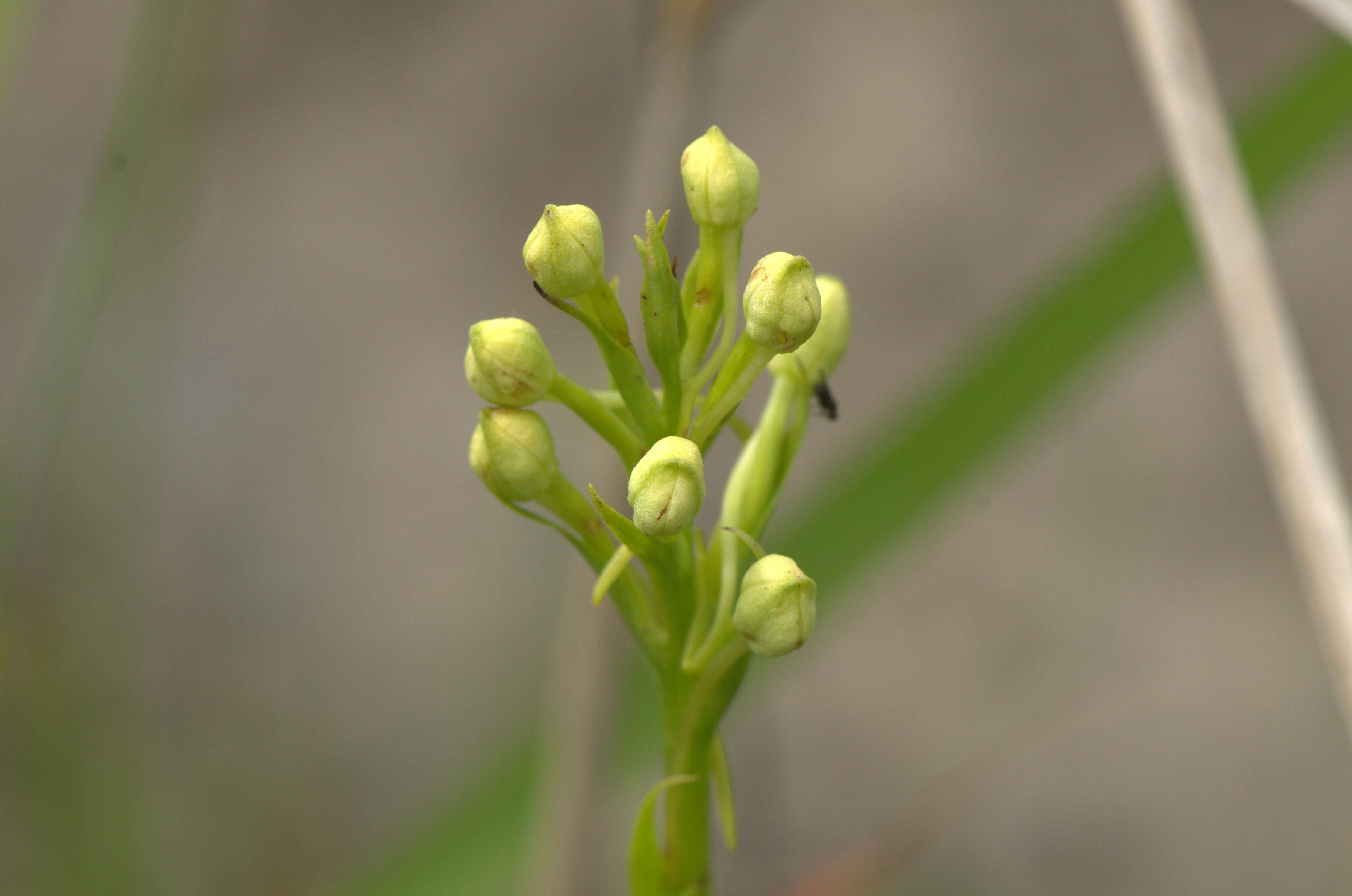 Image of Eastern prairie fringed orchid