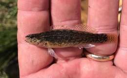 Image of Blackfin darter