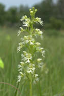 Image of Eastern prairie fringed orchid