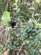 Image of Long-winged Dagger Moth