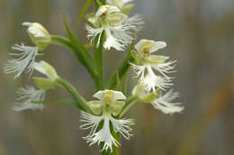 Image of Eastern prairie fringed orchid