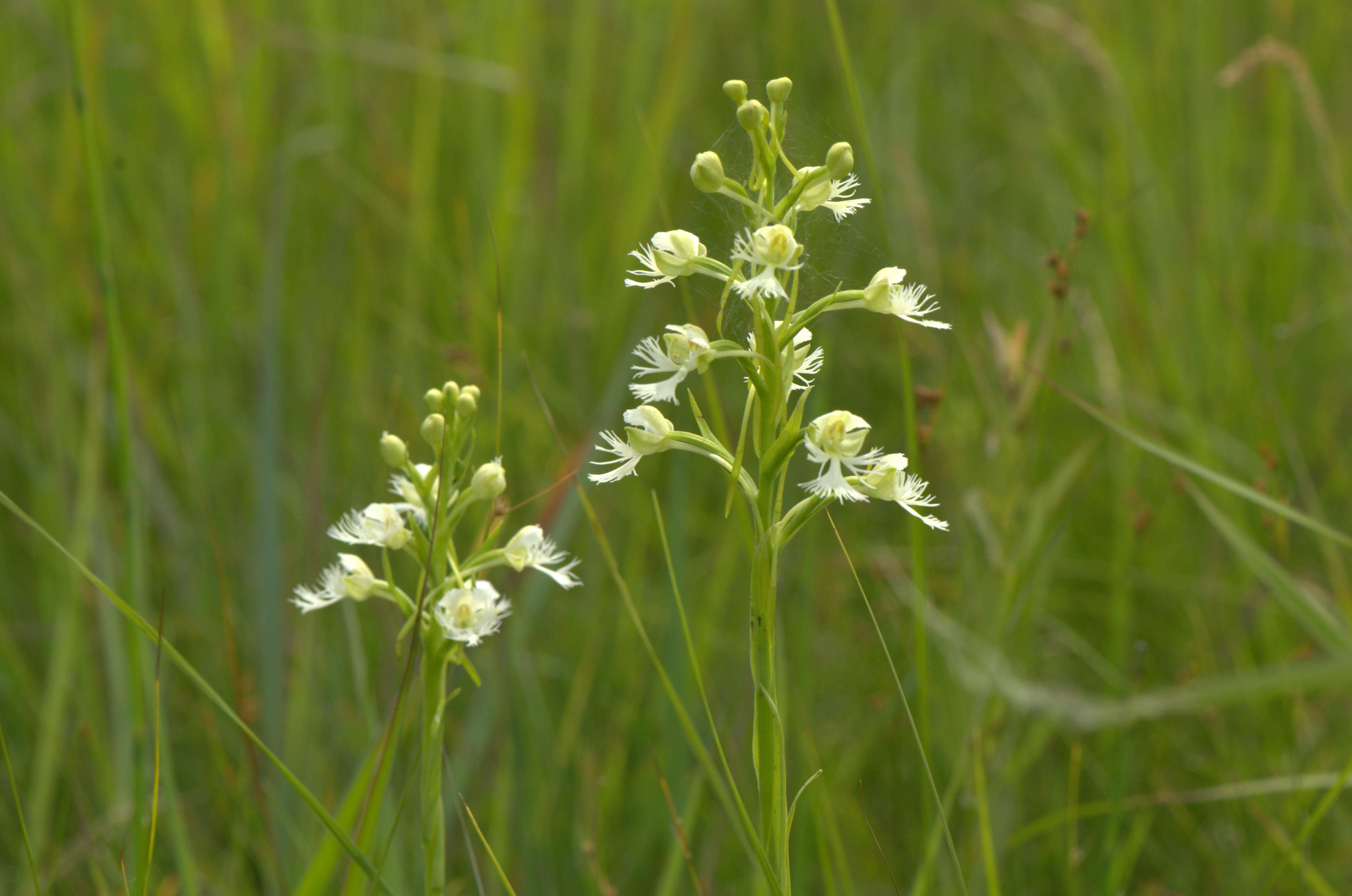 Image of Eastern prairie fringed orchid