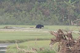 Image of Sloth Bear