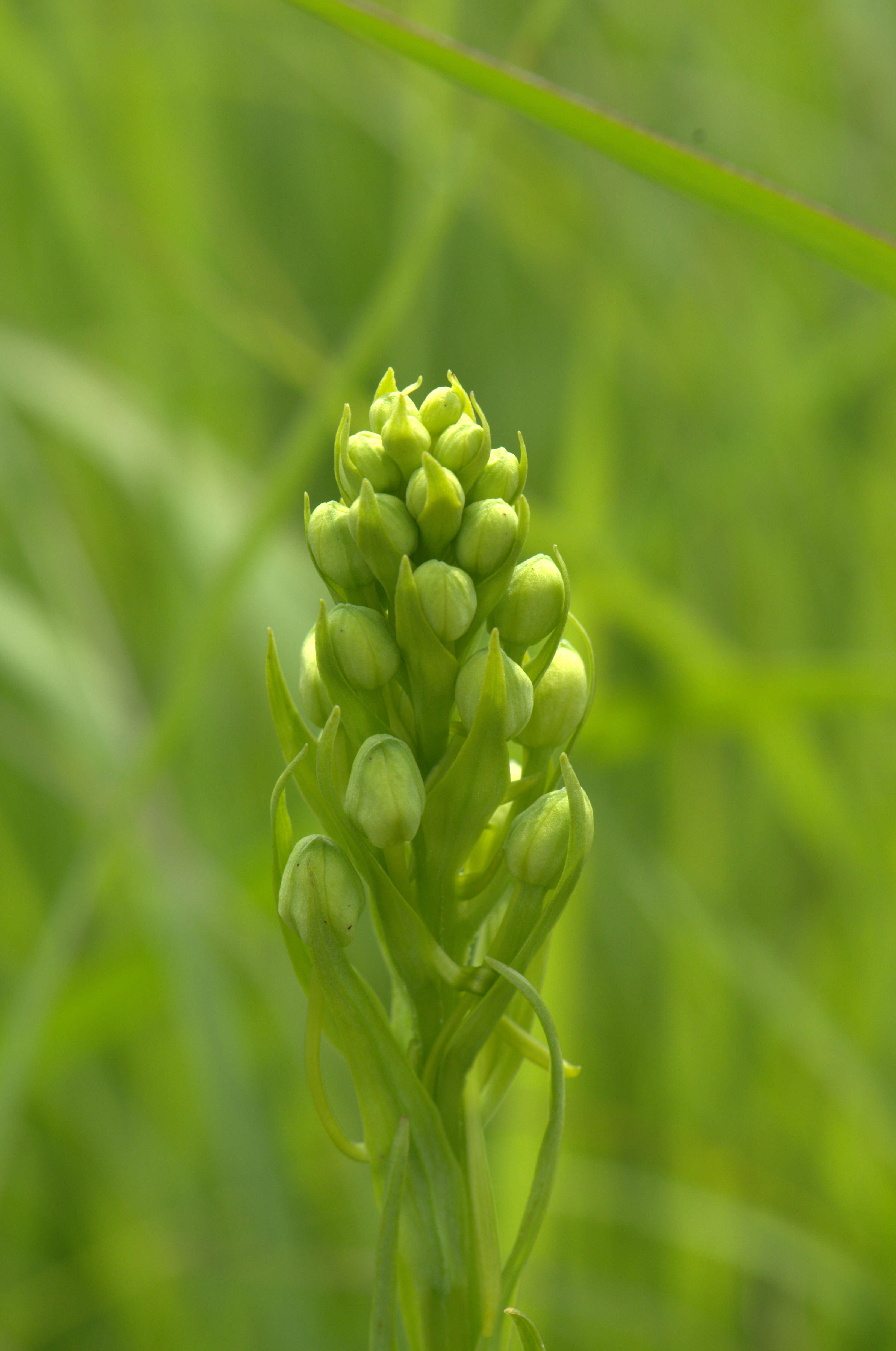 Image of Eastern prairie fringed orchid