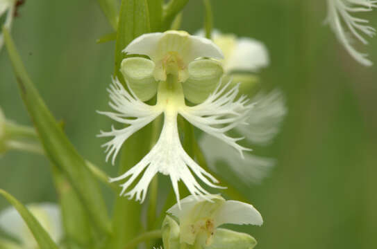 Image of Eastern prairie fringed orchid